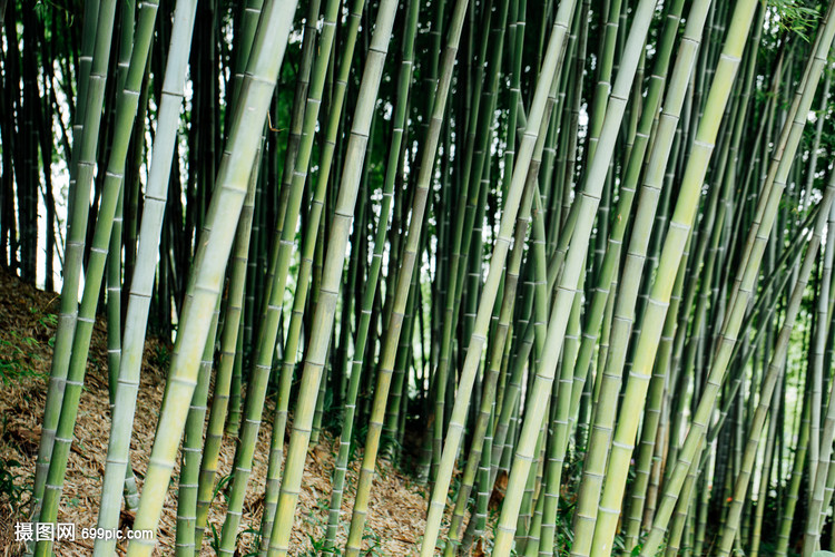 Featured image of post How to Choose Healthy Dracaena sanderiana Stalks