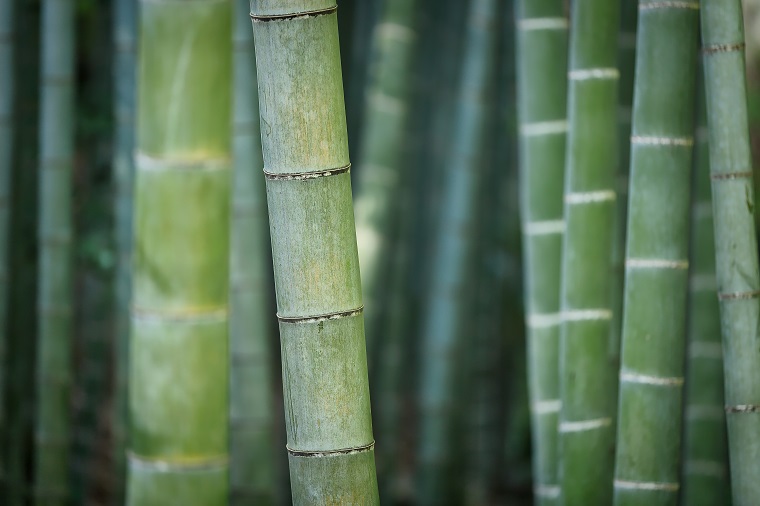 Featured image of post The Best Vases for Dracaena sanderiana: How to Grow Lucky Bamboo
